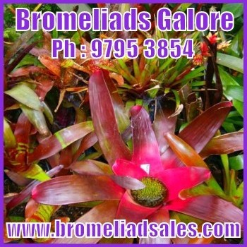 bromeliad Images